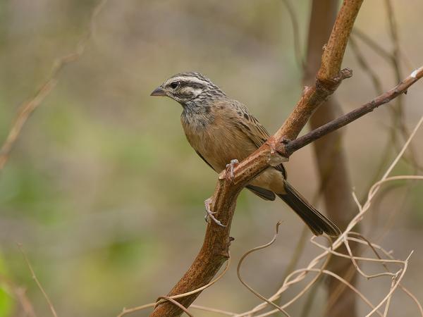 Cinnamon-breasted bunting (Emberiza tahapisi)